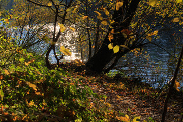autumn in the forest at the river