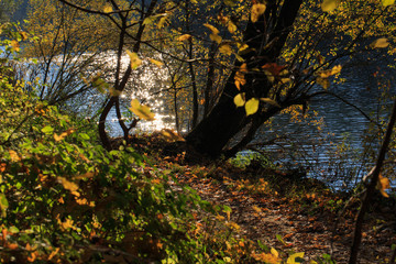 autumn in the forest at the river