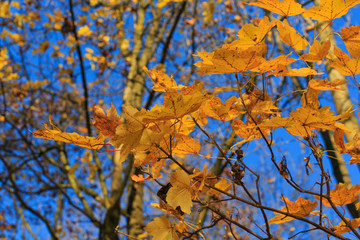yellow autumn leaves against blue sky