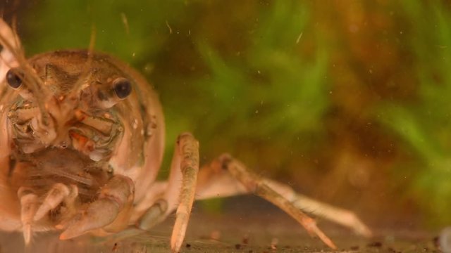 Crayfish or European Crayfish (Astacus astacus), close-up, soft focus