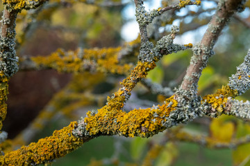 Flechten am Baum