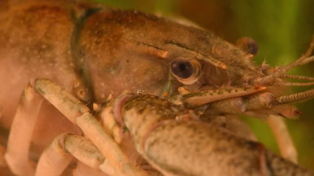 Crayfish or European Crayfish (Astacus astacus), close-up, soft focus