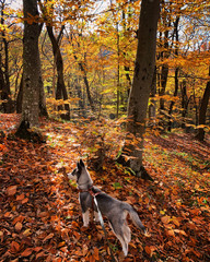 Obraz premium dog in park