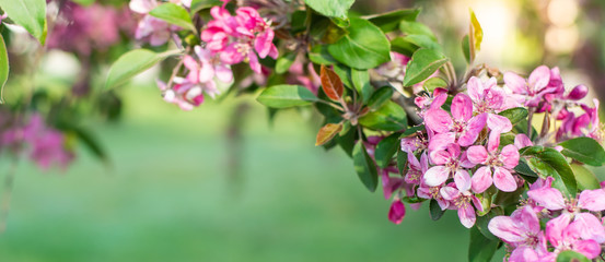 A branch of a blossoming tree with pink flowers close-up. Spring background. Horizontal.