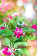 A branch of a blossoming tree with pink flowers close-up. Spring background.