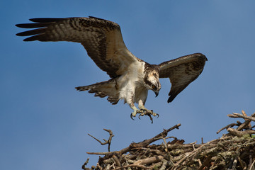 Juvenile Osprey In Flight