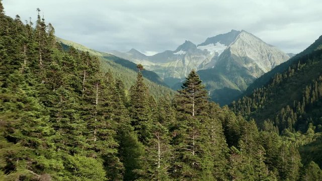 Mountain terrain landscape, deep pine fir forest and highest mountain Tzahvoa with glacier and rocky peak; aerial view, drone flying between trees close to crones; overcast sky, Caucasus national park