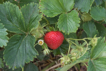 Bush of red tasty strawberry. Close up