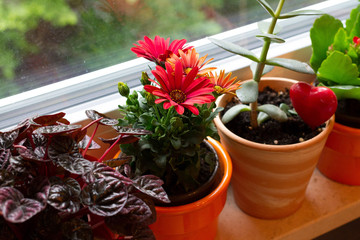flowers in pots on window board