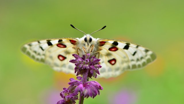 Parnassius apollo 706