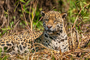 Jaguar #9
