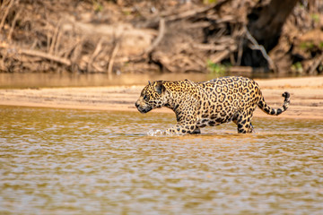 Jaguar Wading #11
