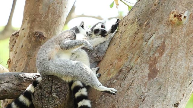 Two Lemurs Resting on Tree
