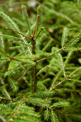 Little spruce or young green Christmas tree growing in forest
