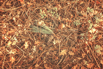 Sol de sous bois en automne