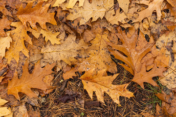 Wet autumn Oak brown Foliage macro texture