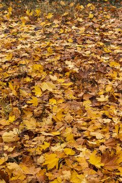 Wet autumn Oak orange Leaves background