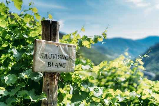 Weinanbau