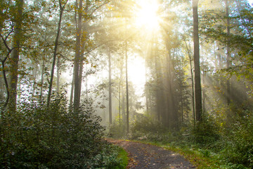 Sunrays glowing during sunrise after a foggy night in the forrest