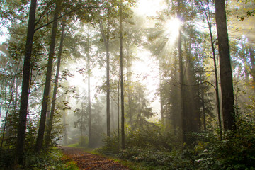 Sunrays glowing during sunrise after a foggy night in the forrest