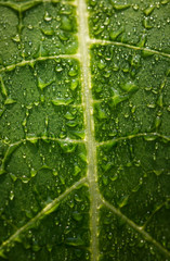 Papaya leaf in nature.Green leaf background.