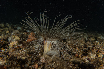 Fototapeta premium Lion fish in the Red Sea colorful fish, Eilat Israel