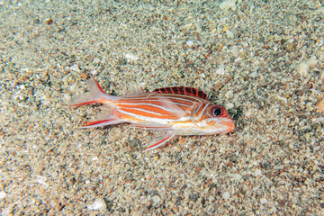 Fish swim in the Red Sea, colorful fish, Eilat Israel