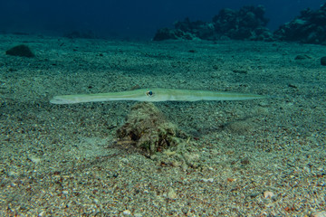 Fish swim in the Red Sea, colorful fish, Eilat Israel