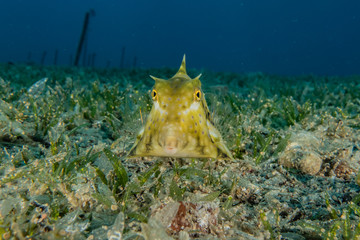 Fish swim in the Red Sea, colorful fish, Eilat Israel