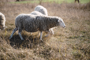 Naklejka na ściany i meble Domestic sheep grazing in a field. Rural scene, countryside life