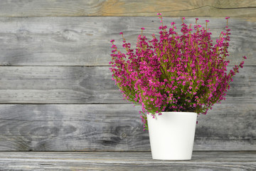 Fototapeta na wymiar Erica flower in flowerpot on wood background