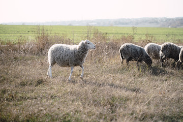 Small group of sheep grazing in the countryside. Rural scene, domestic animals, nature concept