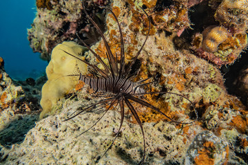 Lion fish in the Red Sea colorful fish, Eilat Israel