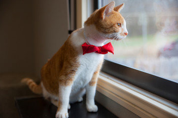 cat with Bow tie