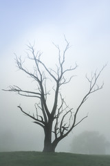 Fototapeta na wymiar Ghost Gum, dead Gumtree sihlouette through mist. Australian landscape.