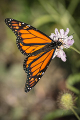 Monarch Butterfly feeding on wild flower with wings spread.