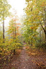 Fall Colors on a Hiking Trail in the Fog in the Pisgah National Forest