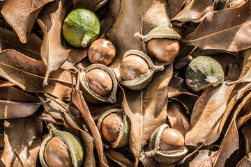 Ripe fallen Macadamias ready for harvest on the ground.