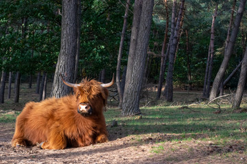 Scottish highlander at Mookerheide