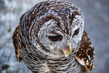 Close up of a Chaco Owl (Strix chacoensis)