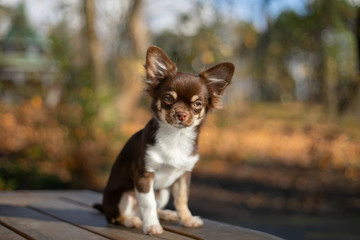  Chocolate chihuahua puppy posing in autumn in the park