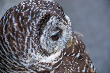 Close up of a Chaco Owl (Strix chacoensis)