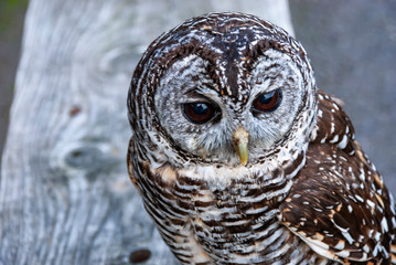 Close up of a Chaco Owl (Strix chacoensis)