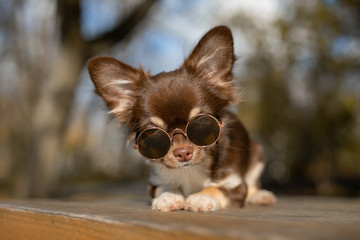 Chocolate chihuahua puppy posing with glasses in autumn at the park