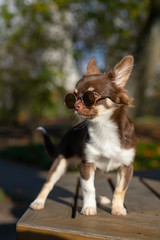 Chocolate chihuahua puppy posing with glasses in autumn at the park