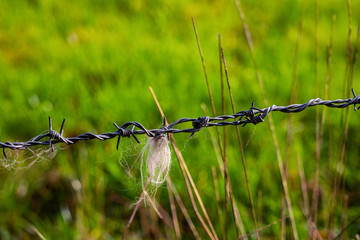 Barbed wire with animal hair