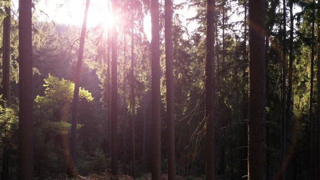 Slowly flying up between trees in the forest with magic sunset light. Vertical pan shot.