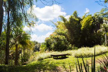 Obraz premium lake in the forest