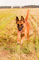 Malinois laufend auf Wiese