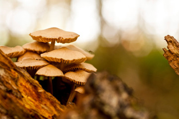 herbstliche Pilzgruppe auf Altholz